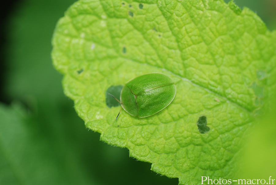 Cassida viridis